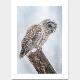 Barred Owl Posters and Art